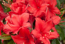 Load image into Gallery viewer, Electric Lights Azalea
