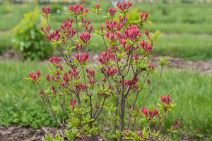 Electric Lights Azalea