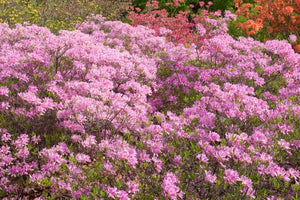 Azalea 'Lilac Lights'