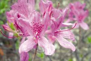 Azalea 'Lilac Lights'