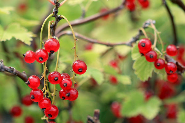 Red Lake Currant