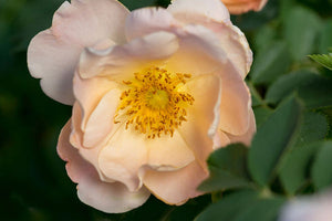 Above and Beyond Climbing Rose