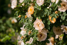 Load image into Gallery viewer, Above and Beyond Climbing Rose
