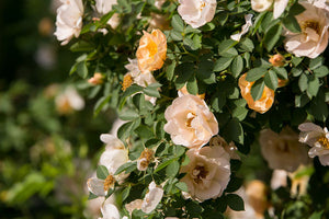 Above and Beyond Climbing Rose