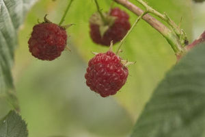 Souris Raspberry