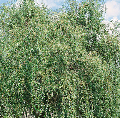 Prairie Cascade Willow