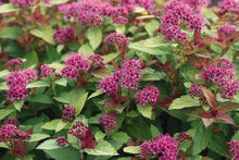 Load image into Gallery viewer, Magic Carpet Spirea
