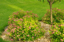 Load image into Gallery viewer, Magic Carpet Spirea
