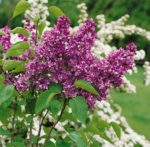 Yankee Doodle Lilac