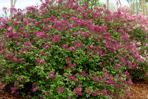 Bloomerang Dark Purple Lilac