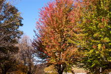 Load image into Gallery viewer, Autumn Blaze Maple
