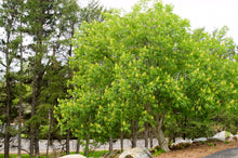 Load image into Gallery viewer, Ohio Buckeye
