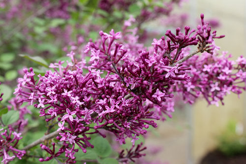 Bloomerang Lilac Tree
