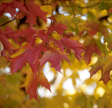 Load image into Gallery viewer, Fall Fiesta Sugar Maple
