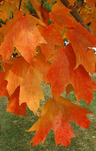 Load image into Gallery viewer, Fall Fiesta Sugar Maple
