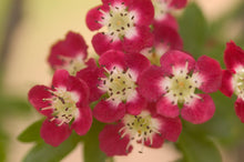 Load image into Gallery viewer, Crimson Cloud Hawthorn
