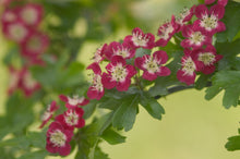 Load image into Gallery viewer, Crimson Cloud Hawthorn
