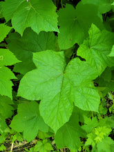 Load image into Gallery viewer, Thimbleberry - Rubus parviflorus
