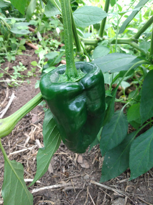 Poblano