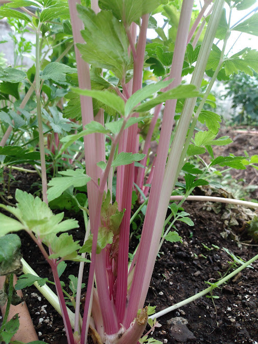 Celery