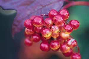 American Cranberrybush- Viburnum trilobum
