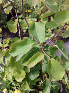 leaves of serviceberry
