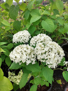 Annabelle Smooth Hydrangea