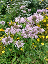 Load image into Gallery viewer, Bee Balm- Monarda fistulosa
