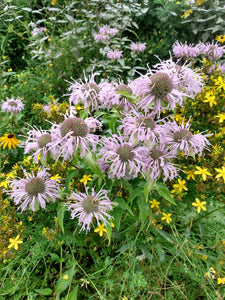 Bee Balm- Monarda fistulosa