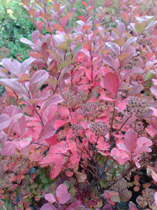 Birchleaf Spirea