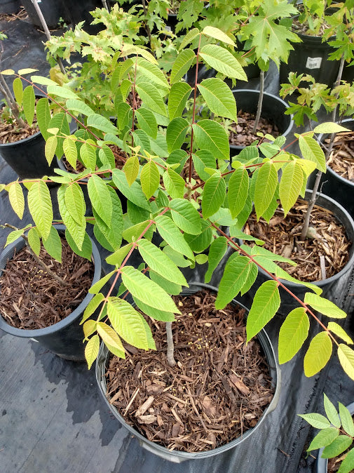 Black Walnut- juglans nigra