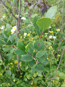 Bog Birch- Betula pumila