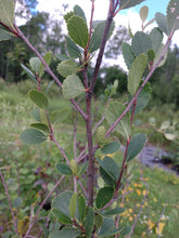 Load image into Gallery viewer, Bog Birch- Betula pumila
