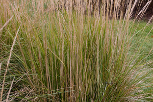 Avalanche Feather Reed Grass