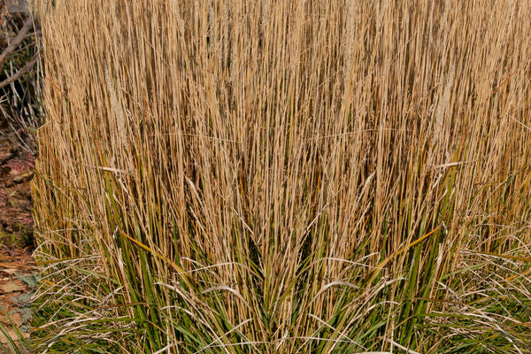 Karl Forester Feather Reed Grass