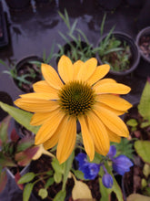 Load image into Gallery viewer, Coneflower Cheyenne Spirit
