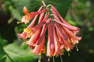 Dropmore Scarlet Honeysuckle