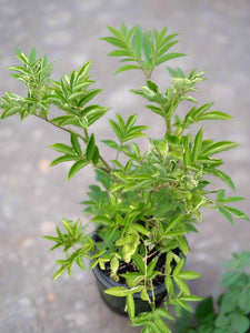 elderberry bush in a container