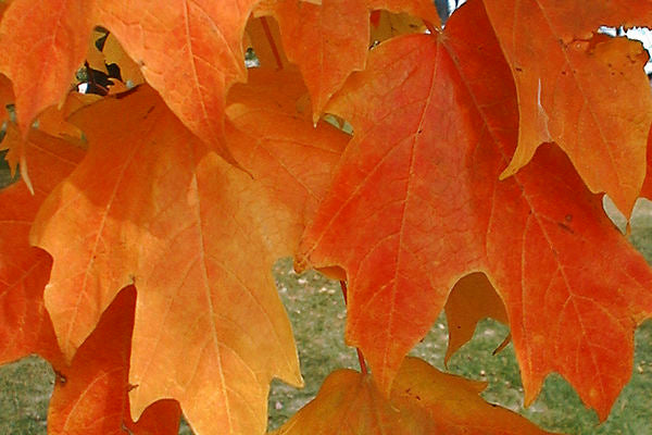 Fall Fiesta Sugar Maple