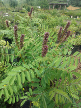 Load image into Gallery viewer, Purple flowered false indigo with silver green leaves at Hammarlund Nursery
