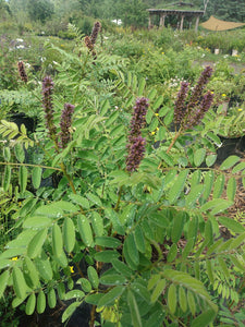 Purple flowered false indigo with silver green leaves at Hammarlund Nursery