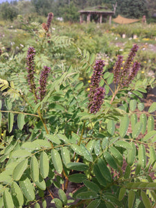 False Indigo- Amorpha fruticosa