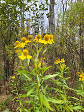 Load image into Gallery viewer, Sneezeweed- Helenium autumnale
