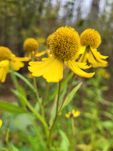 Load image into Gallery viewer, Sneezeweed- Helenium autumnale
