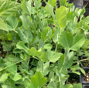 Snap Pea