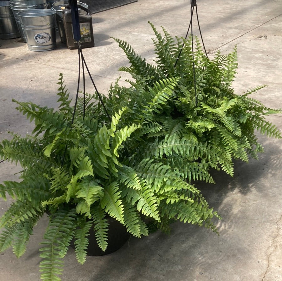 hanging boston fern plant Hanging Boston Fern – Hammarlund Nursery