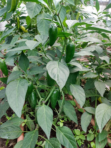 Jalapeno Pepper