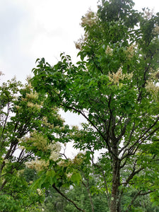 Ivory Silk Japanese Lilac Tree