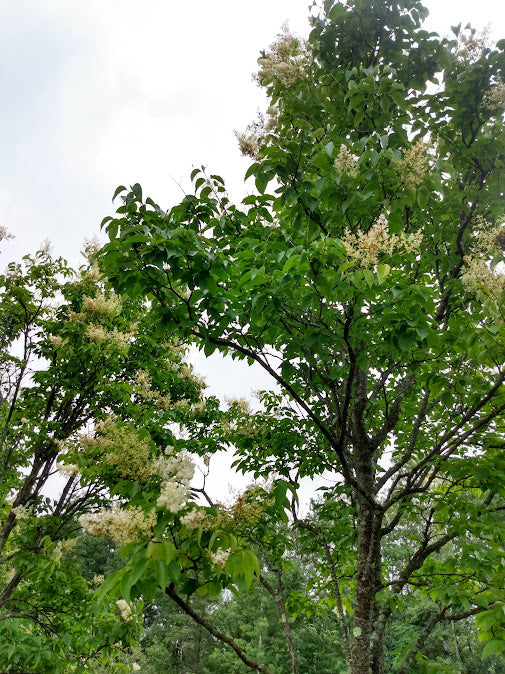 Ivory Silk Japanese Lilac Tree