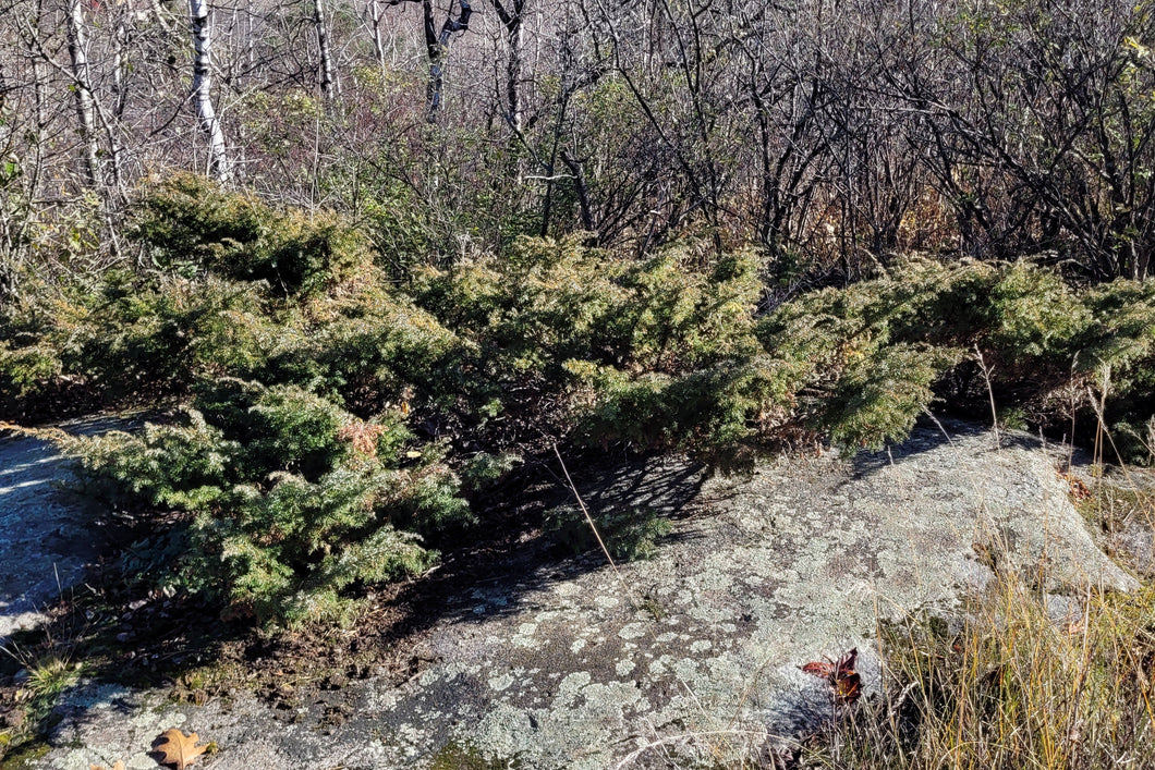 Common Juniper -Juniperus communis
